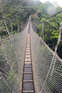 Amazon Canopy