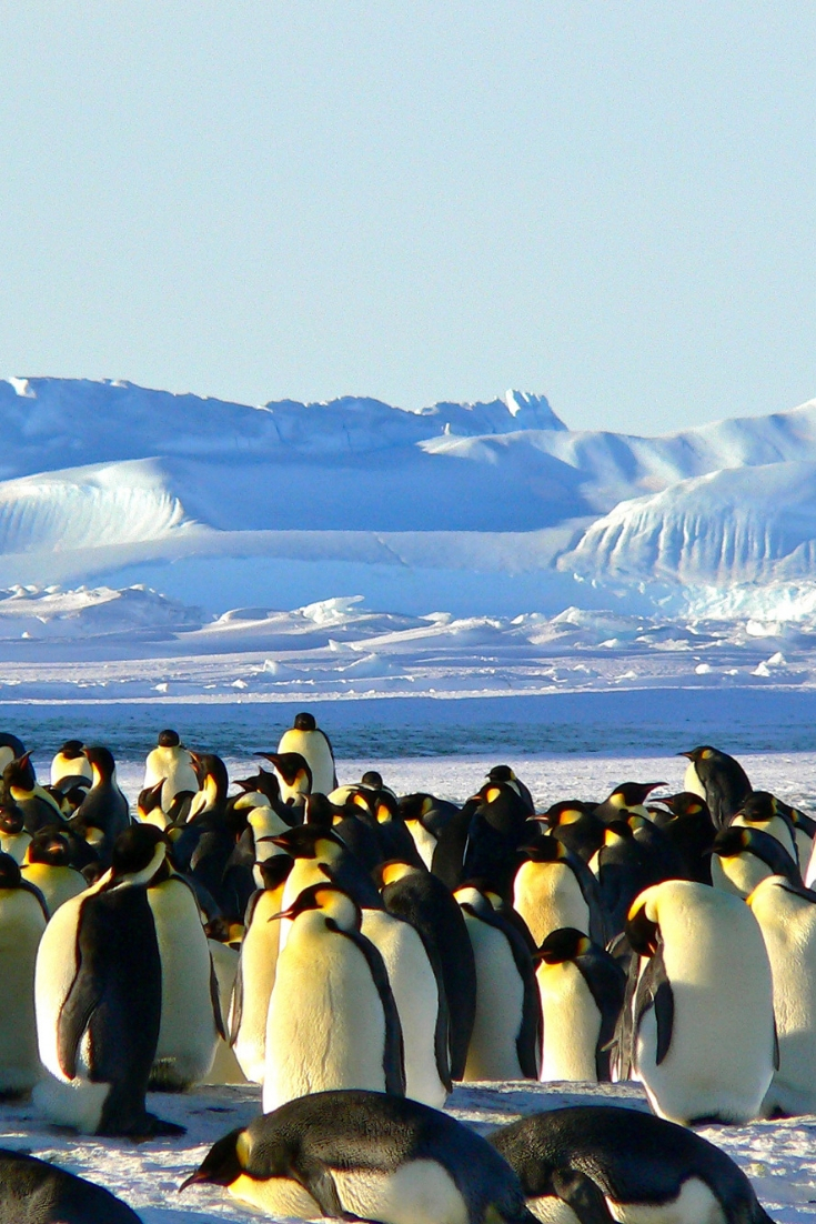 Antarctica | Best things to see in South America