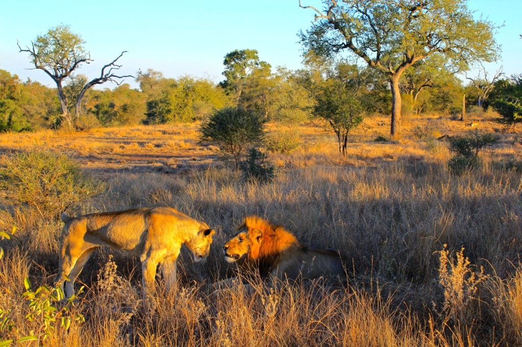 Enfréntate al Parque Nacional Kruger