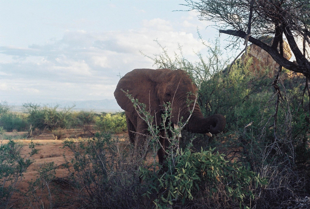 Kenya Safari 5