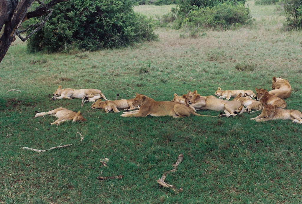 Kenya Safari 4 