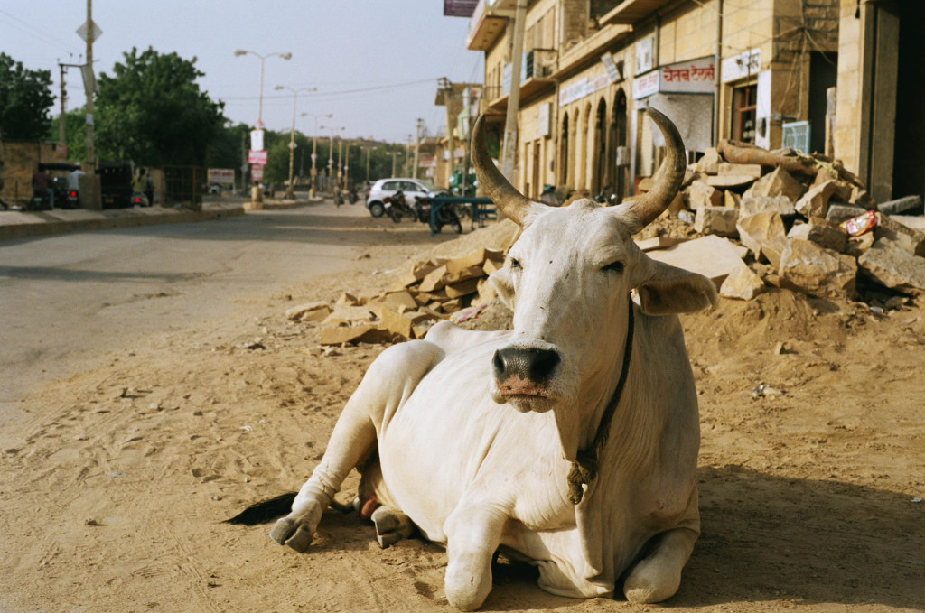 Vacas de la India