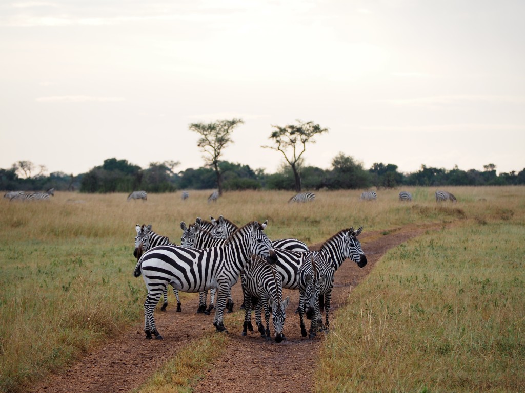 Safari en Tanzania |  Mundo de pasión por los viajes