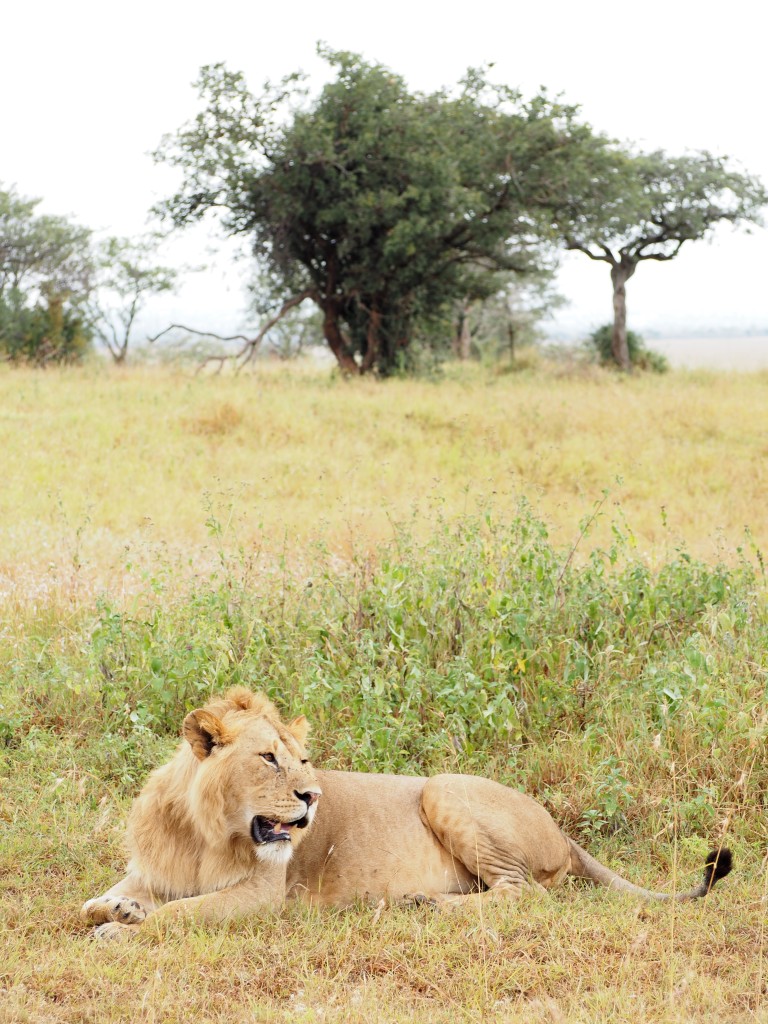 Safari en Tanzania |  Mundo de pasión por los viajes