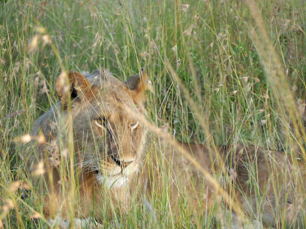 Safari in Tanzania | World of Wanderlust