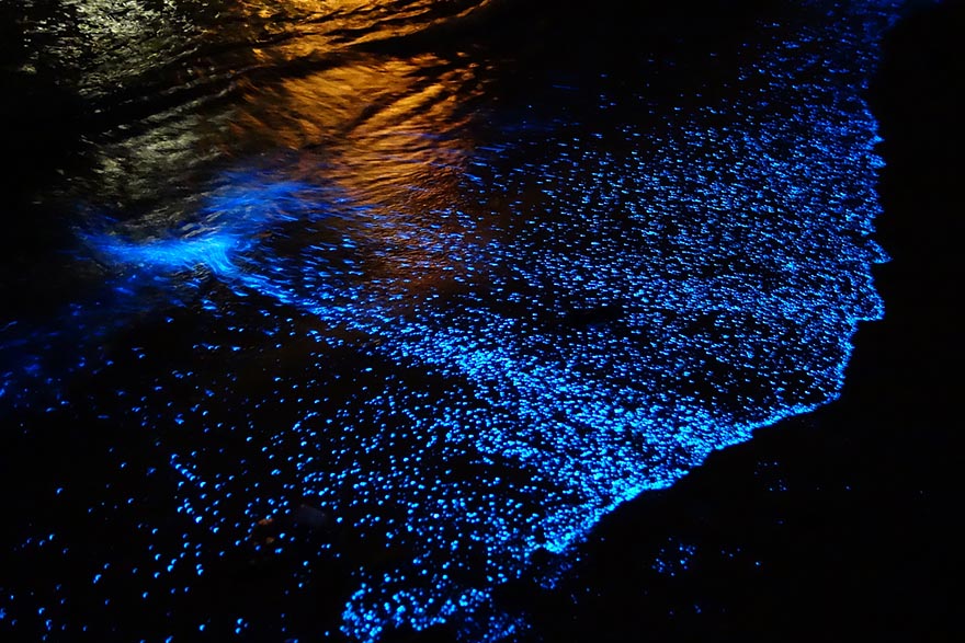 bioluminiscente-fitoplancton-organismo-brillante-will-ho-8