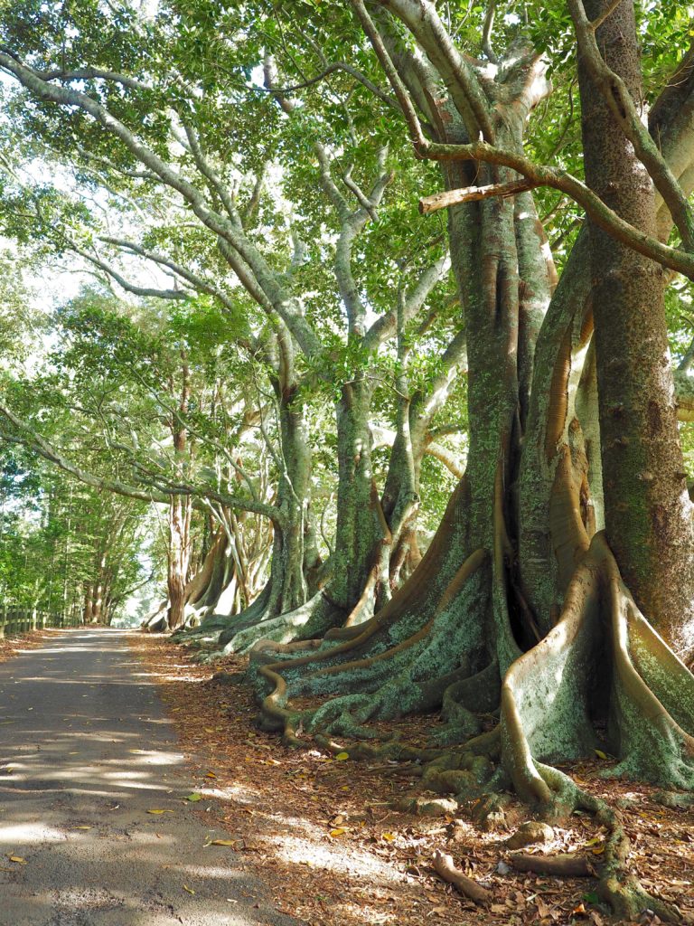 Norfolk_Island_South_Pacific