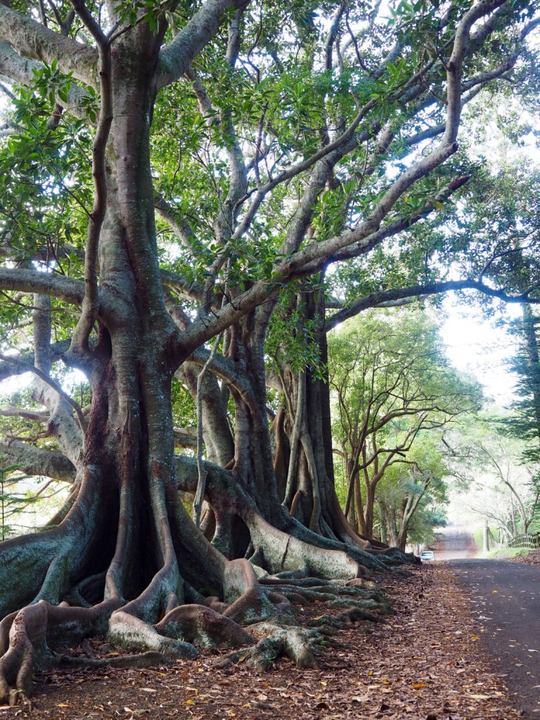 Norfolk_Island_South_Pacific