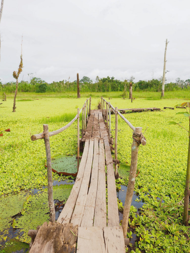 Amazon Jungle