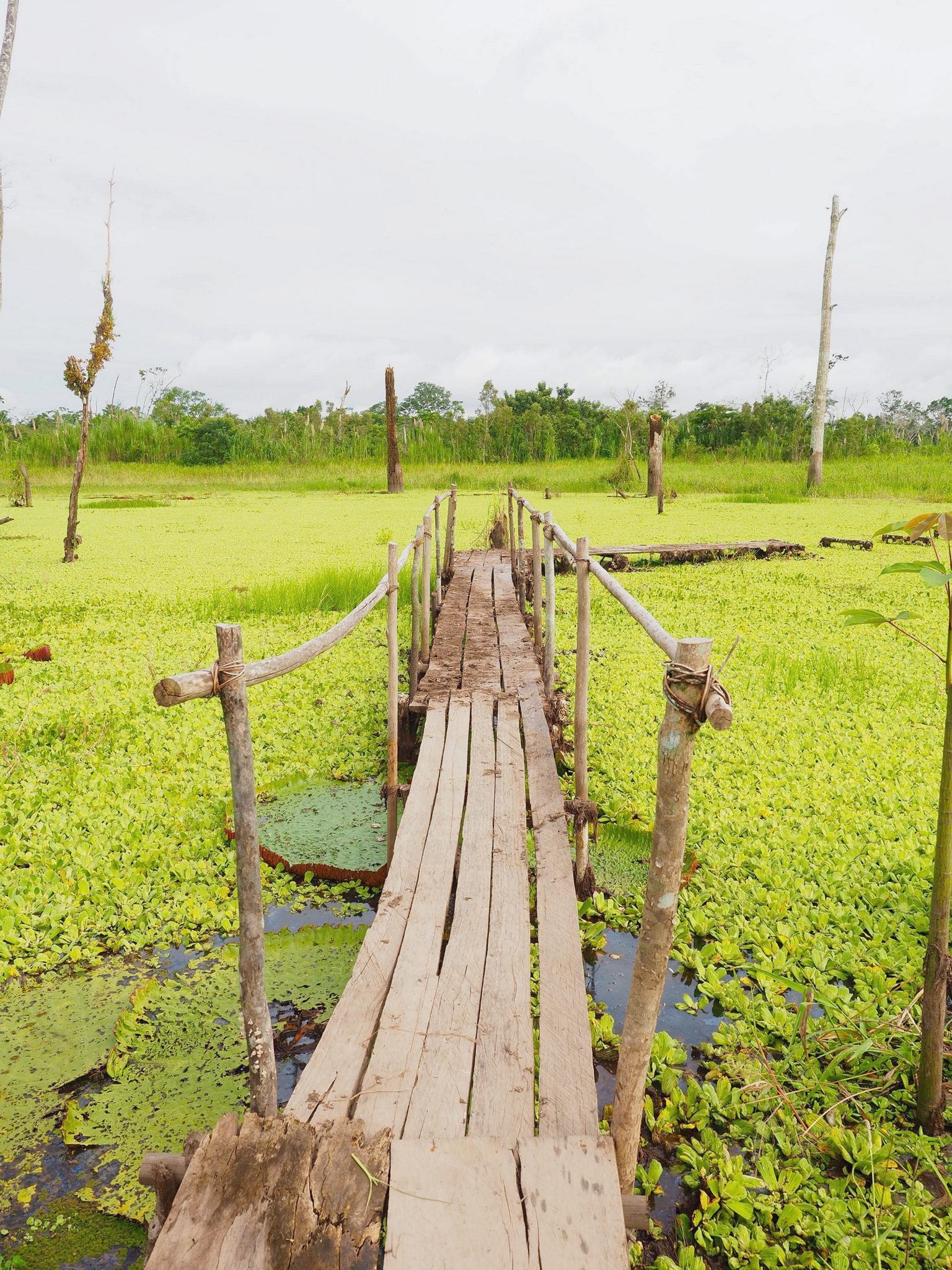 La selva amazónica