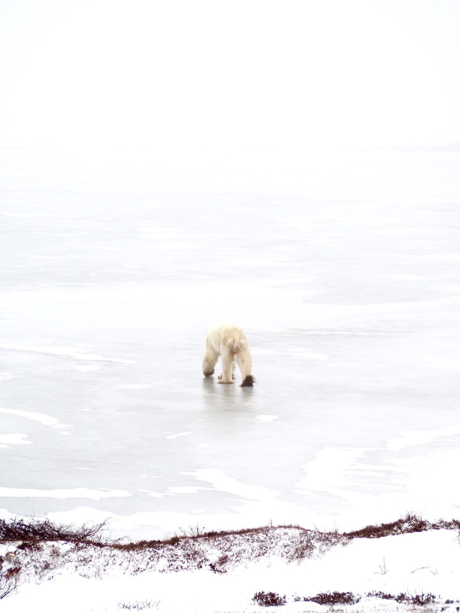 Visiting the Polar Bear Capital of the World
