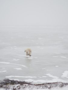 Polar_Bear_Capital_of_the_World