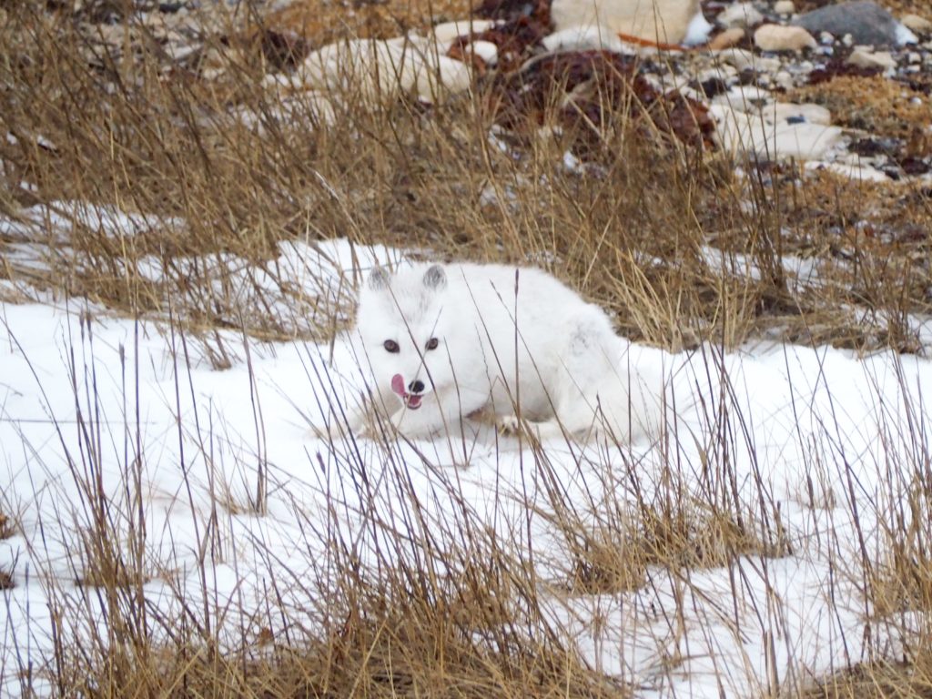 Polar_Bear_Capital_of_the_World