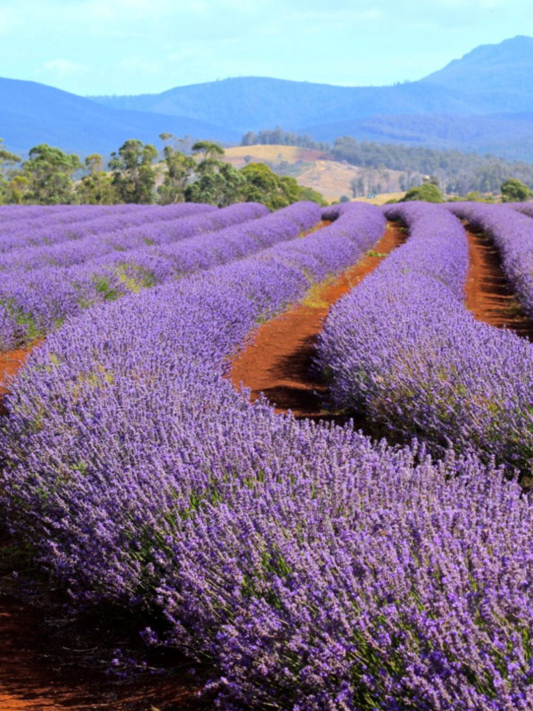 Tasmania | WORLD OF WANDERLUST