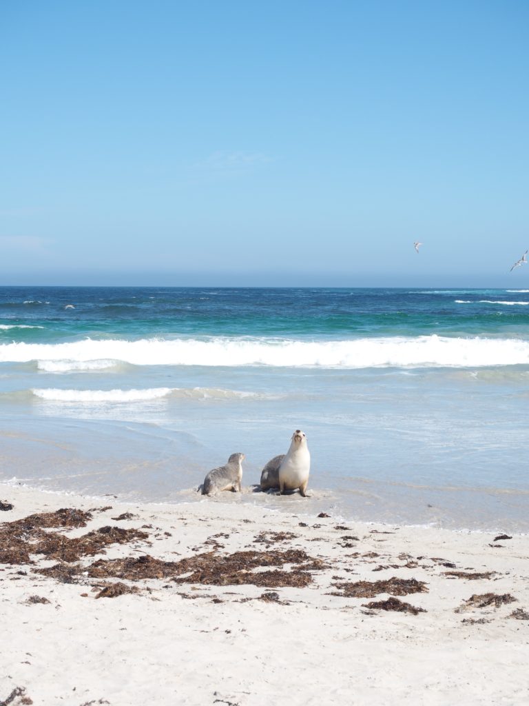 A Guide to visiting Kangaroo Island | World of Wanderlust