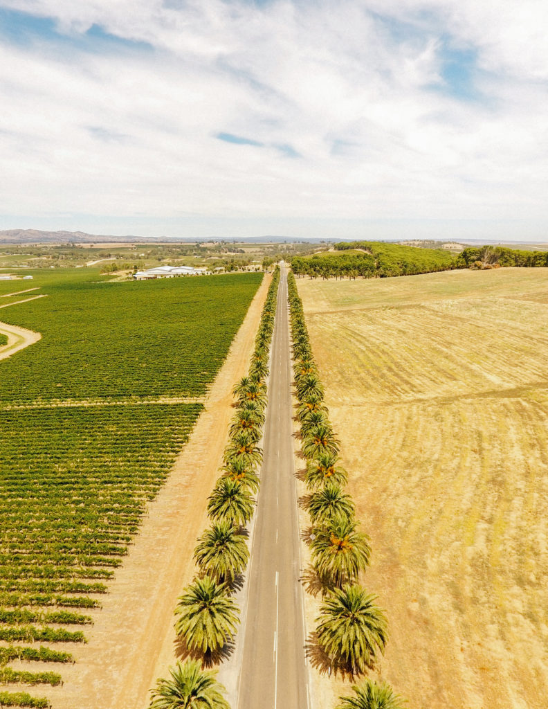 Una guía para visitar el valle de Barossa |  Mundo de pasión por los viajes