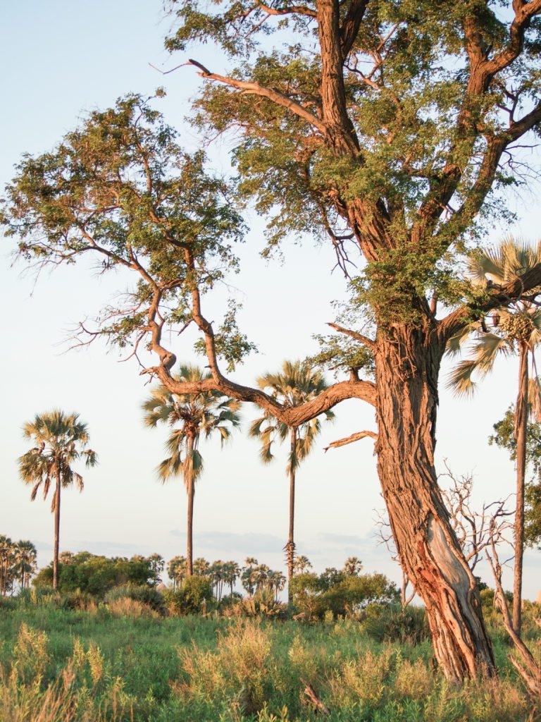 Campamento de tiendas de campaña Nxabega Botswana |  MUNDO DE WANDERLUST