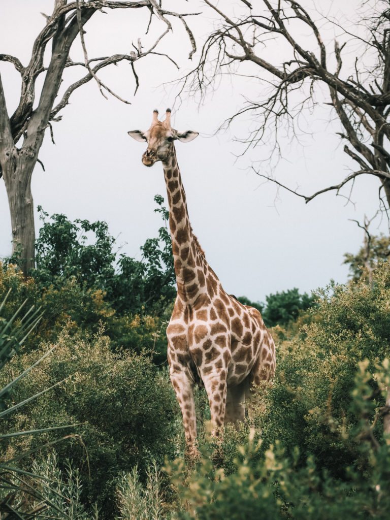 Campamento de tiendas de campaña Nxabega Botswana |  MUNDO DE WANDERLUST