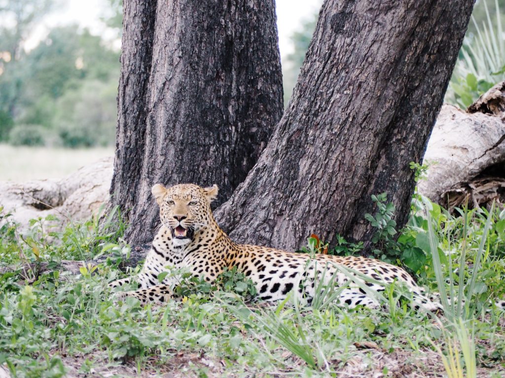 Campamento de tiendas de campaña Nxabega Botswana |  MUNDO DE WANDERLUST