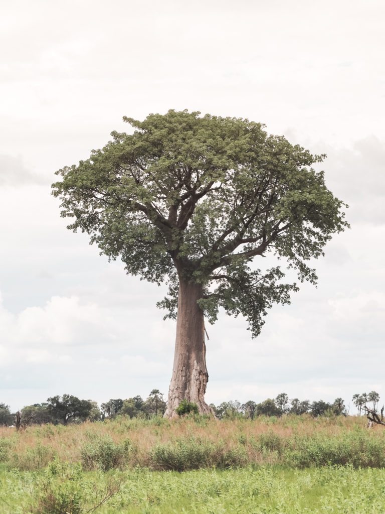 Nxabega Tented Camp Botswana | WORLD OF WANDERLUST