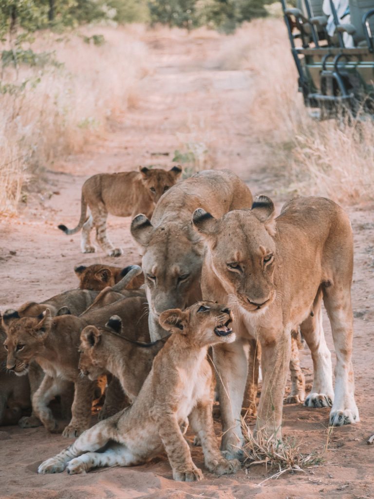 Royal Malewane Safari South Africa | WORLD OF WANDERLUST
