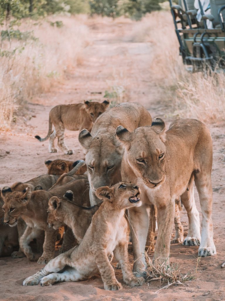 Royal Malewane Safari Sudáfrica | MUNDO DE WANDERLUST