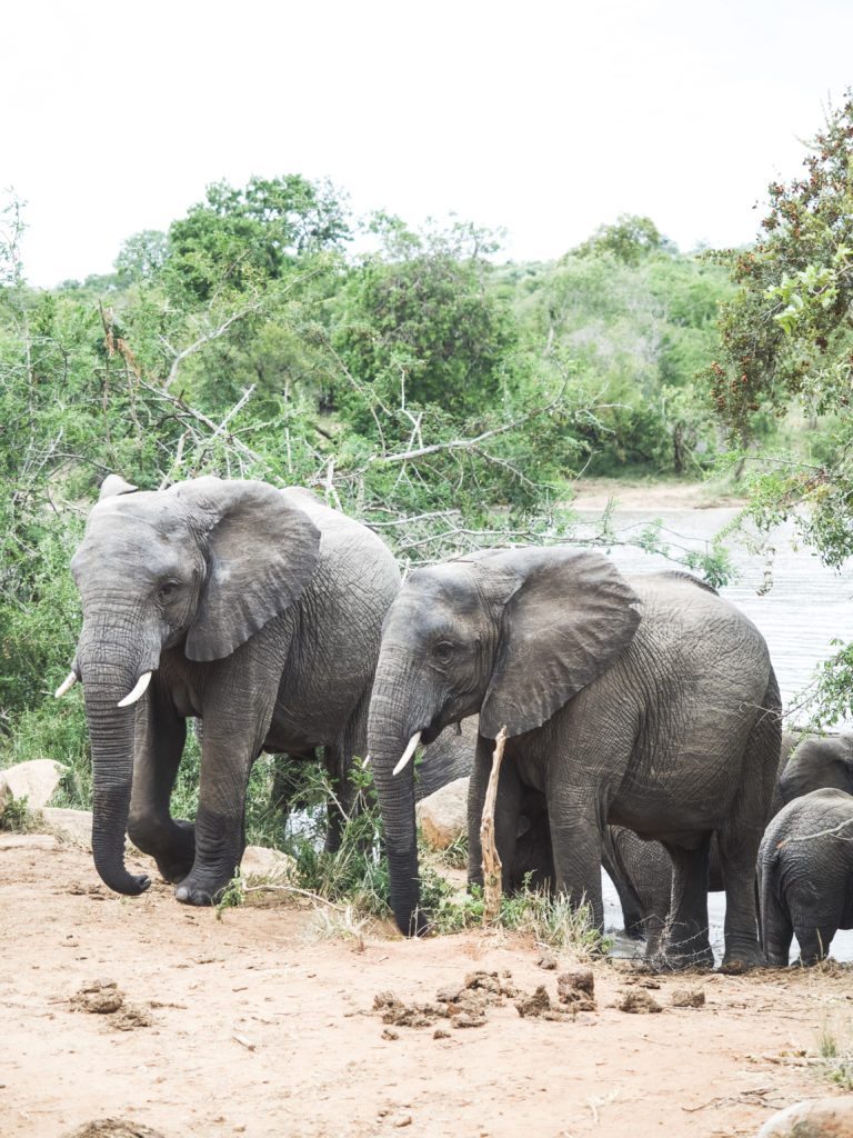 Royal Malewane Safari Sudáfrica | MUNDO DE WANDERLUST