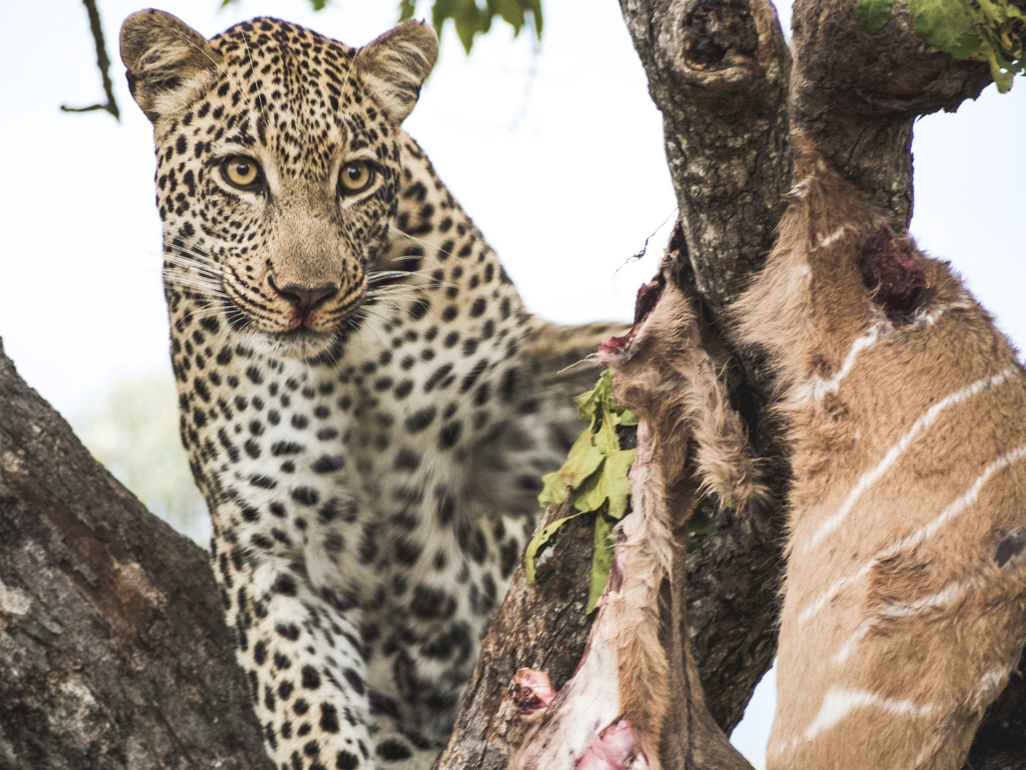 Royal Malewane Safari South Africa | WORLD OF WANDERLUST