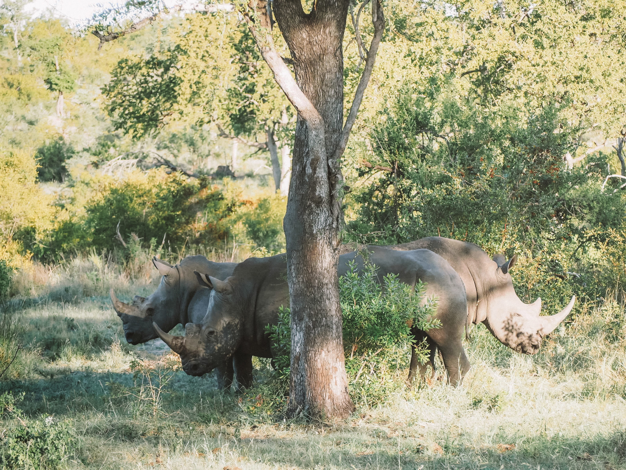 Singita Boulders Lodge | WORLD OF WANDERLUST