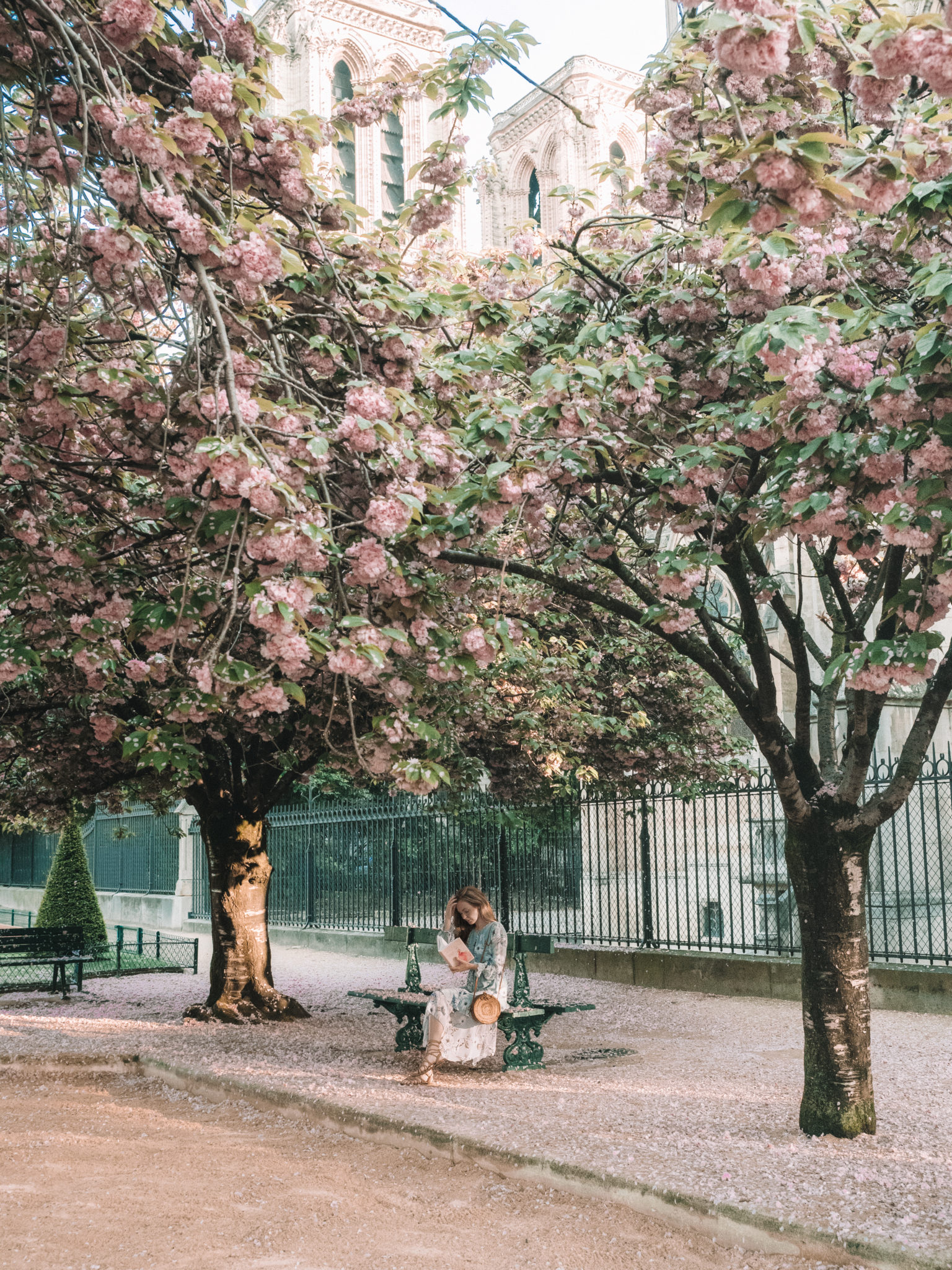 Where to find the best cherry blossoms in Paris | WORLD OF WANDERLUST