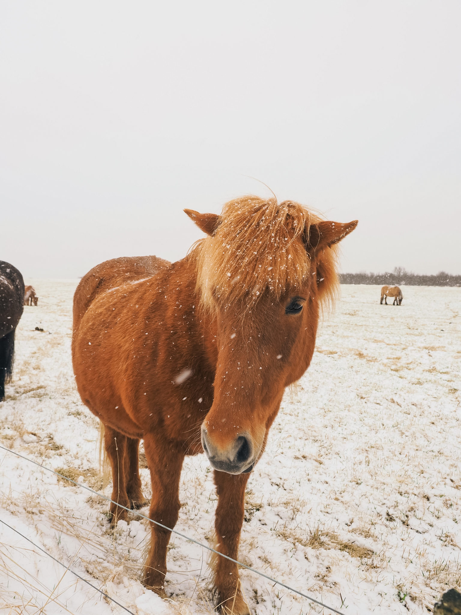 Four Days in Iceland | WORLD OF WANDERLUST