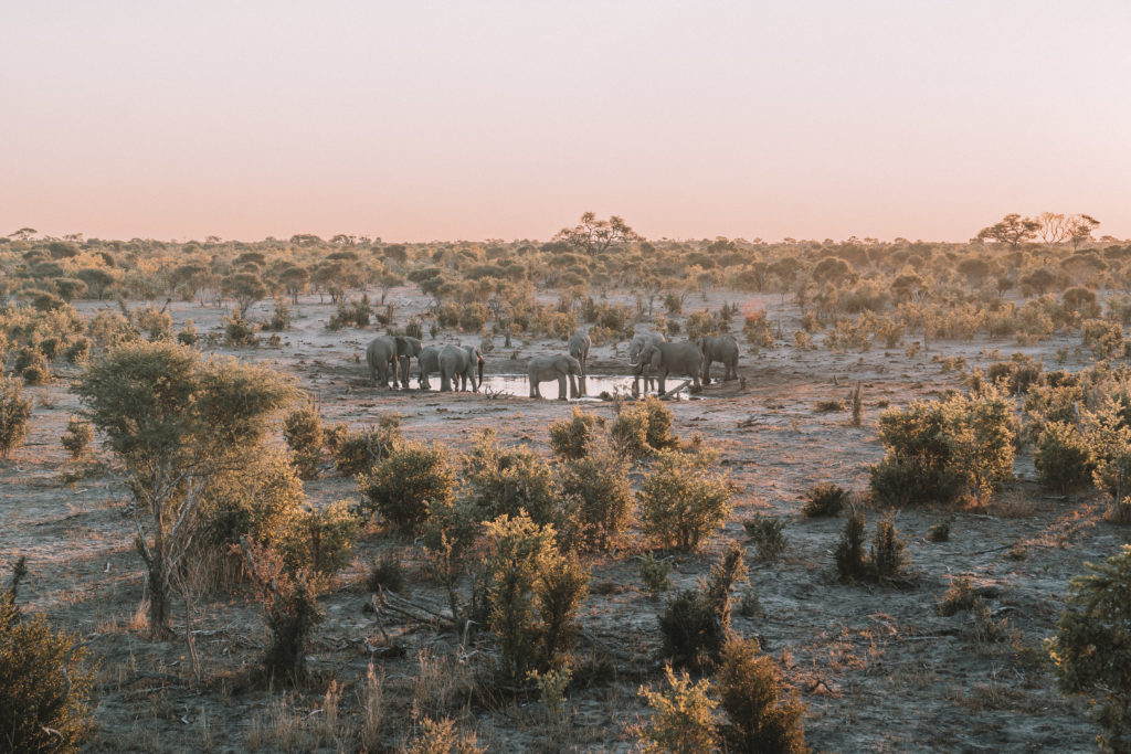 Sable Alley Botswana |  VANDRINGSVÄRLD