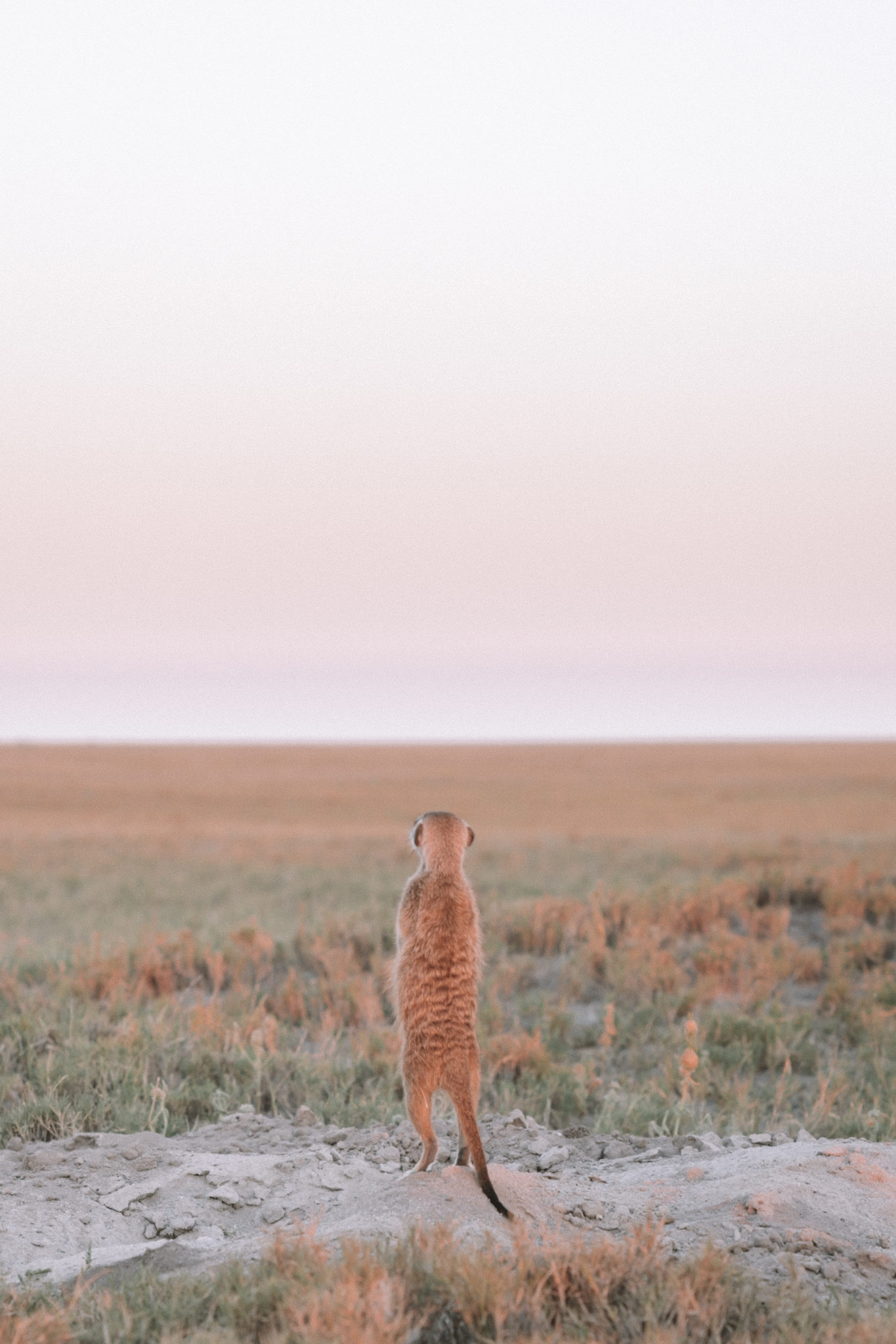 How to see the Meerkats in Botswana