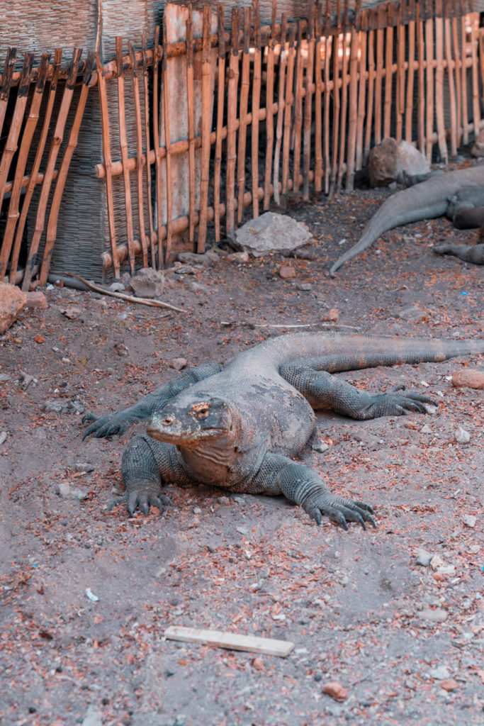 A Complete Guide to Komodo | WORLD OF WANDERLUST