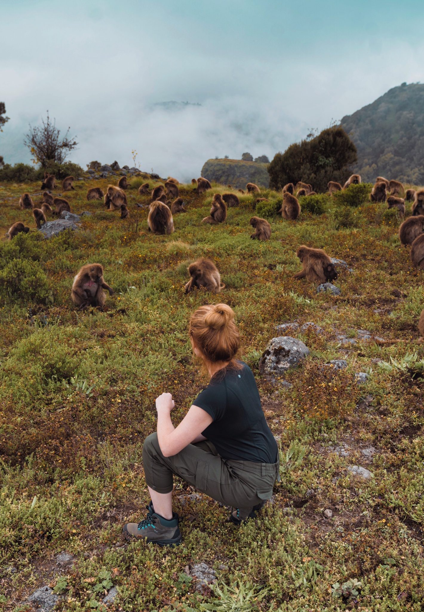 How to Visit the Gelada Monkeys in Ethiopia