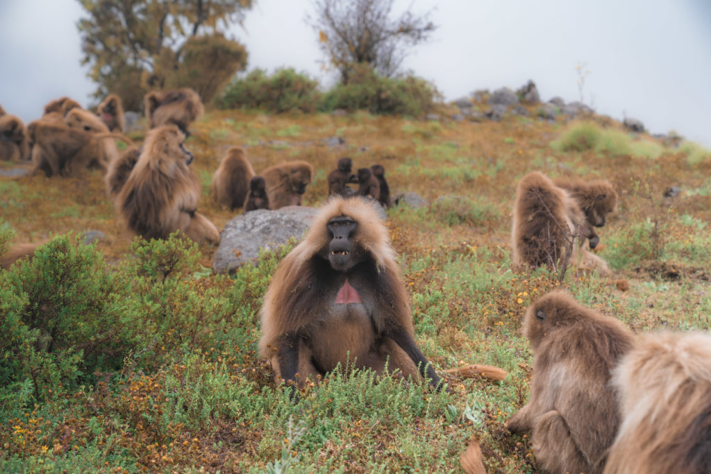 Montañas Simien Etiopía |  MUNDO DE WANDERLUST