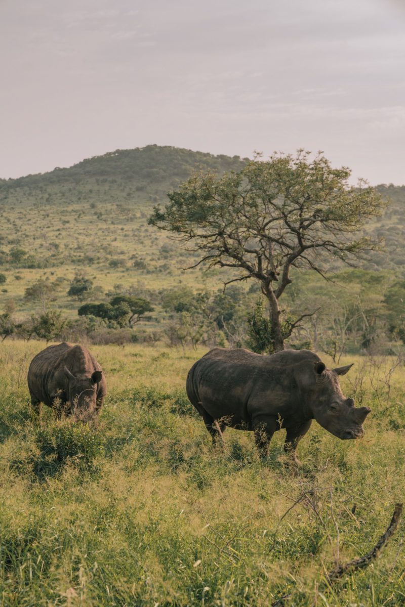 Safari with Purpose: My Rhino Conservation Diaries